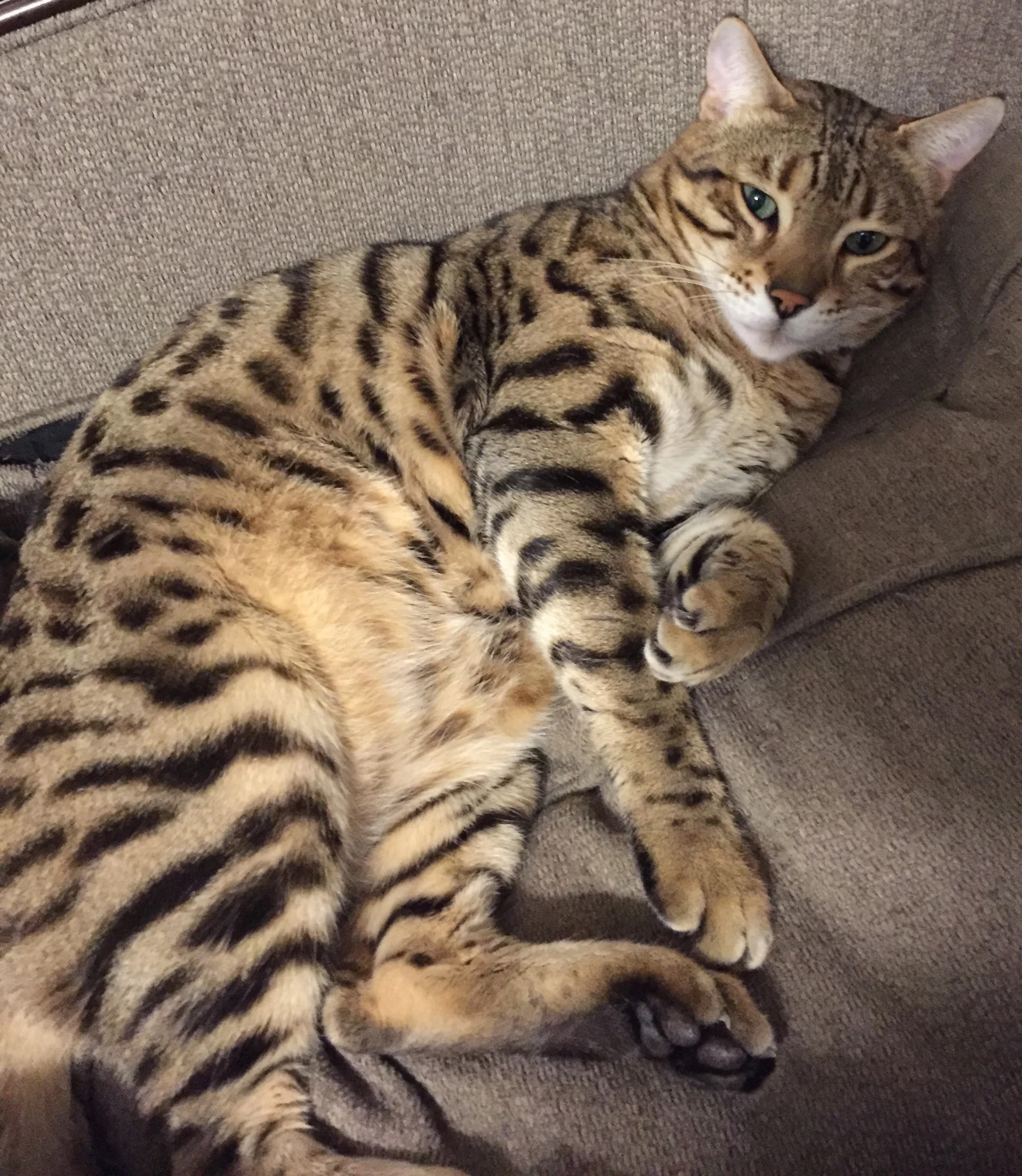 Bengal Cat